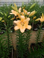 [4052 Digital Globe No01.JPG]